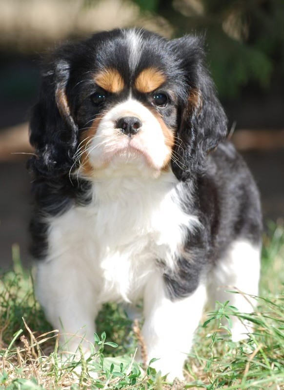 De la belle garance - Chiot disponible  - Cavalier King Charles Spaniel