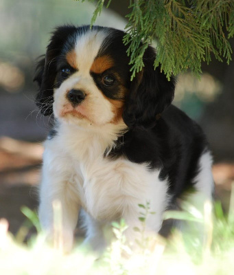 De la belle garance - Cavalier King Charles Spaniel - Portée née le 14/07/2024